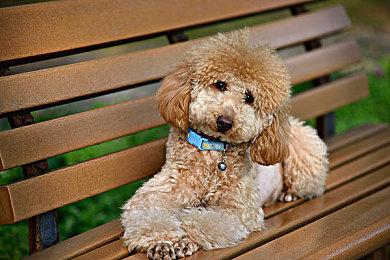 曝《生化危机9》将成系列终章 保护伞与浣熊市的终结！